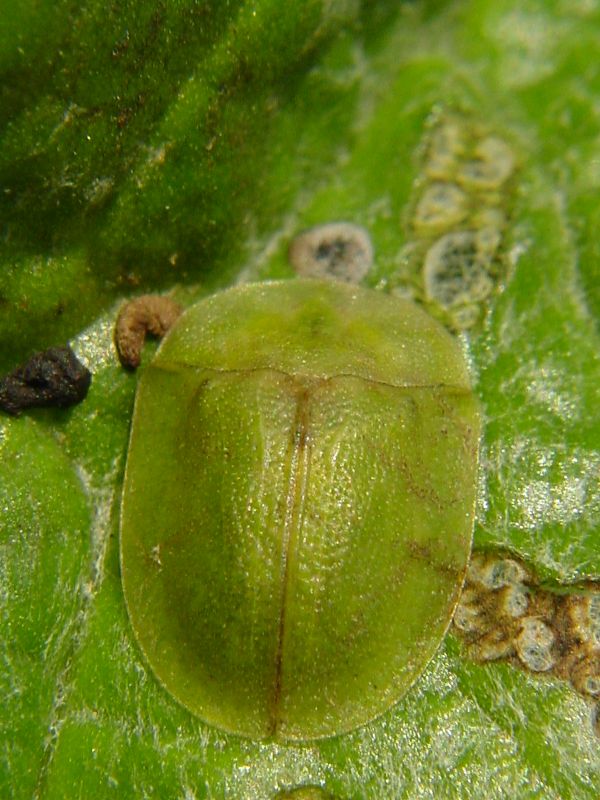 Cassida rubiginosa su carciofo